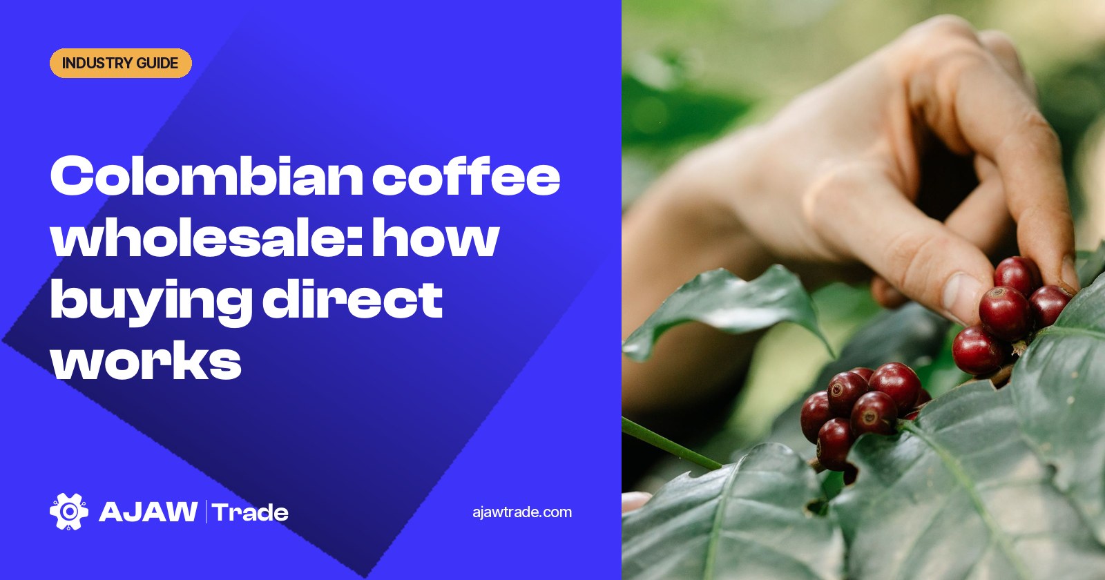 Colombian Coffee Wholesale: Beans, Pricing, and How Buying Direct Works